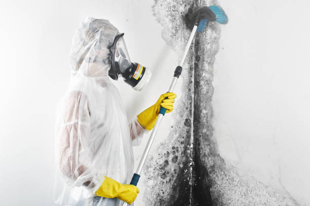 Best Mold Damage Restoration  in North Seekonk, MA