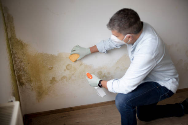 Best Mold Documentation for Insurance Claims  in North Seekonk, MA