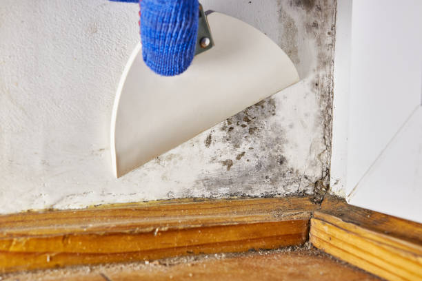 Best Dehumidification Services  in North Seekonk, MA
